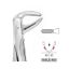 Forceps No.75 (Unodent) Lower Bicuspids Autoclavable x 1