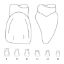 Crown Forms Clear (Odus Pella) Centrals 1 x 1 Pair