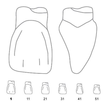 Crown Forms Clear (Odus Pella) Laterals 2 x 1 Pair