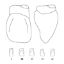 Crown Forms Clear (Odus Pella) Laterals 12 x 1 Pair