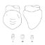 Crown Forms Clear (Odus Pella) Canines 13 x 1 Pair