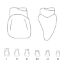 Crown Forms Clear (Odus Pella) Centrals 31 x 1 Pair