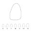 Crown Polycarbonate (Unodent) Upper Central Incisors Left 18 x 5