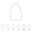 Crown Polycarbonate (Unodent) Upper Lateral Incisors Right 23 x 5