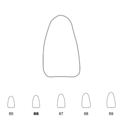 Crown Polycarbonate (Unodent) Lower Incisors 66 x 5