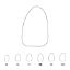 Crown Polycarbonate (Directa) Upper Lateral Incisor Left 28 x 5