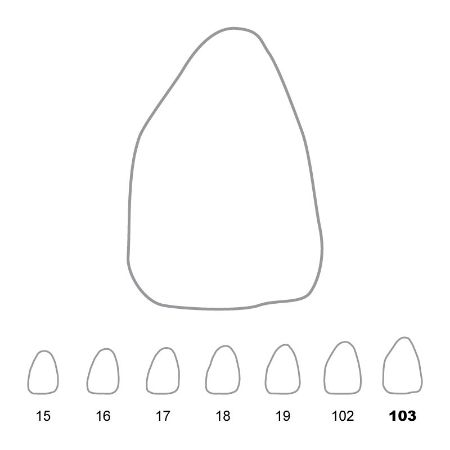 Picture for category Upper Central Incisors